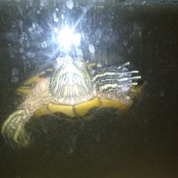 turtle (red slider)