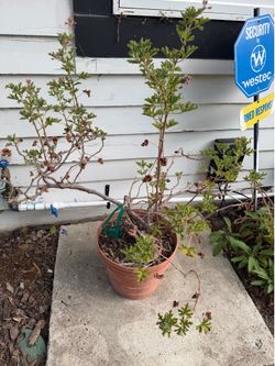 Citronella plant