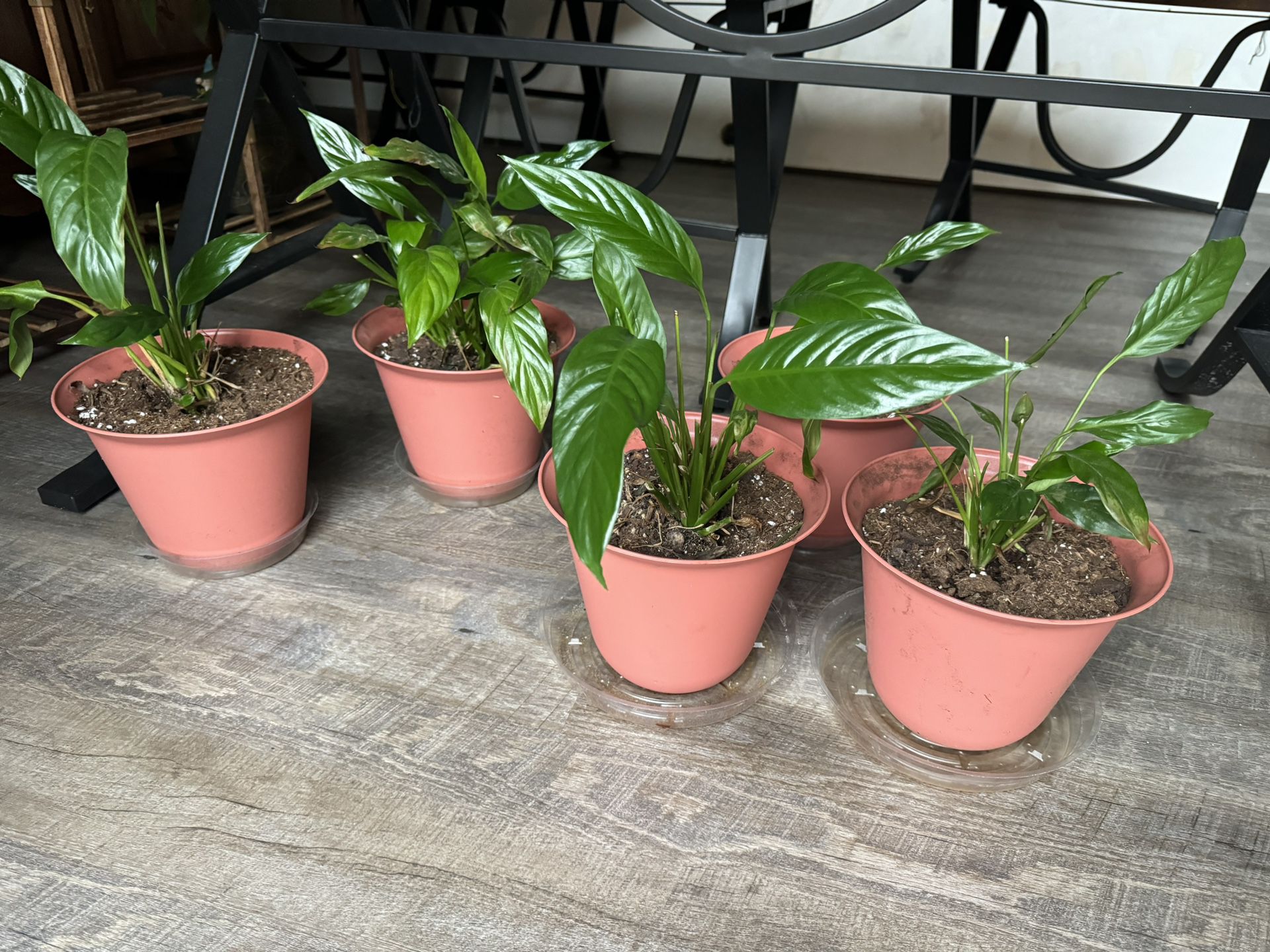 5 Peace Plants 