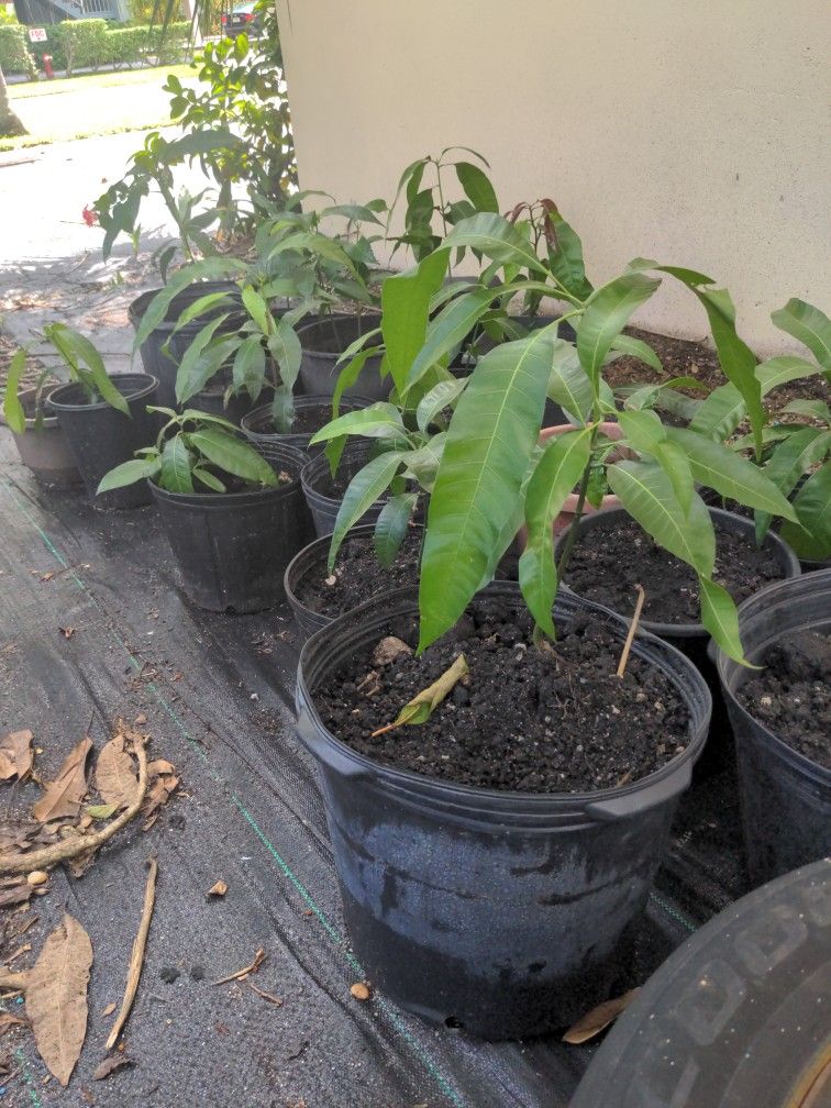 Mangos Tree