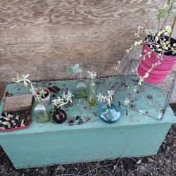Antique Green Wooden Box/Chest 