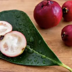 Strawberry guava trees  🌳🍓