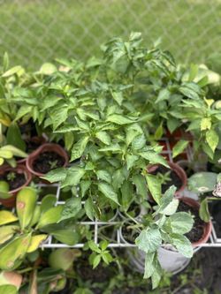Assorted Veggie Plants From My Garden