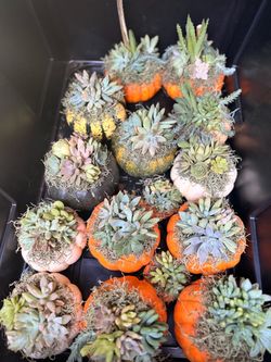 Succulent pumpkins for the holidays