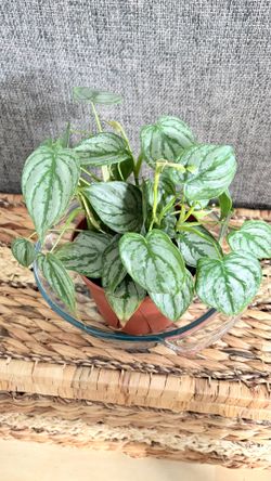 Philodendron - Brandtianum
