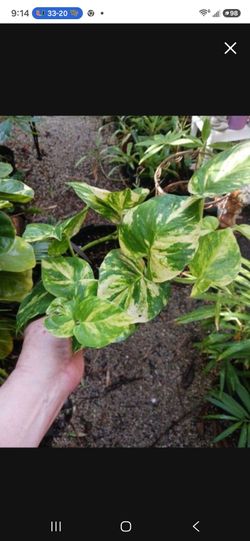 Variegated Pothos Houseplant