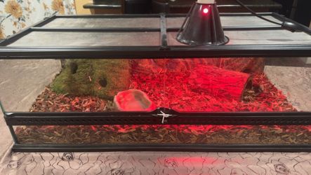 Reptile Habitat / Exchange For Super Nintendo With Super Mario World Game
