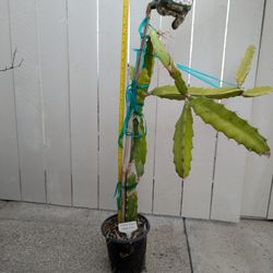 Dragon Fruit- Natural Mystic Variety