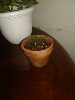 Small asparagus fern plant