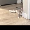 kattt