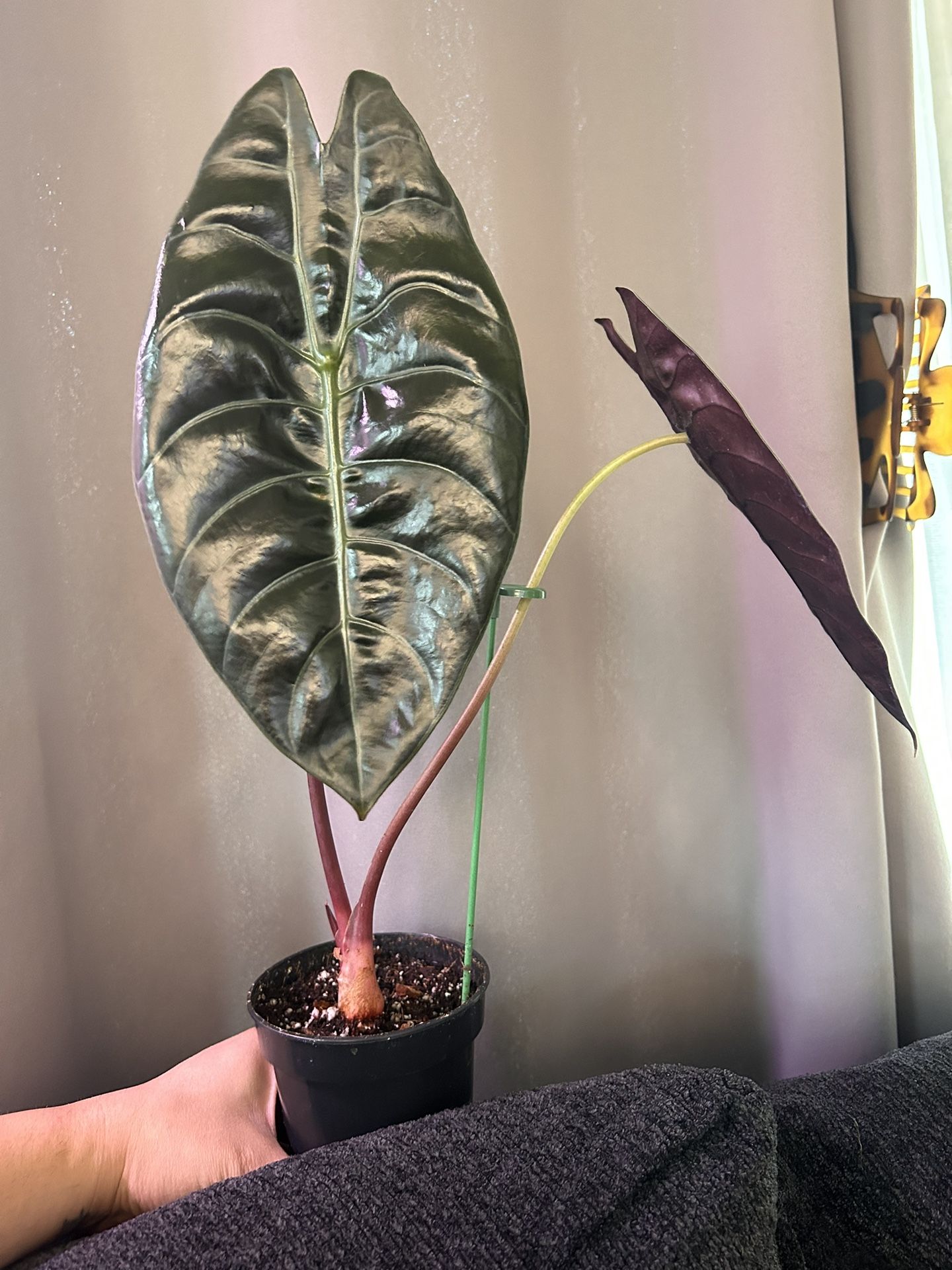 Alocasia Watsoniana