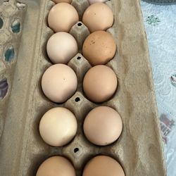 Fresh farm Eggs For Sale