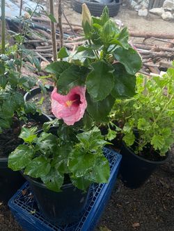 hibisco