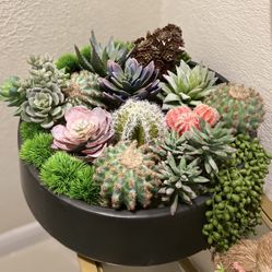 Succulent Plants