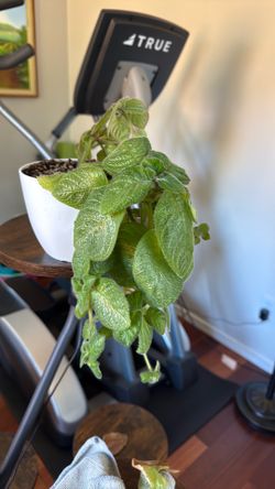 Episcia Plant