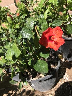 Hibiscus
