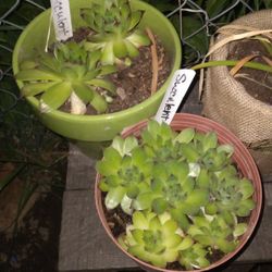 Succulent Plants 10$