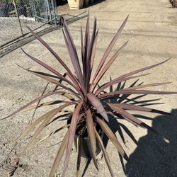 Cordyline