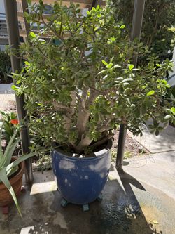 Mature Jade With Ceramic Pot