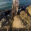 Wave 