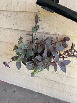 Tradescantia  cerinthoides Kunth Hanging Plant
