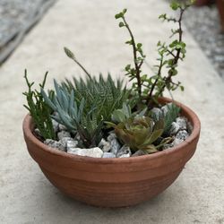Succulents  In A Clay Pot