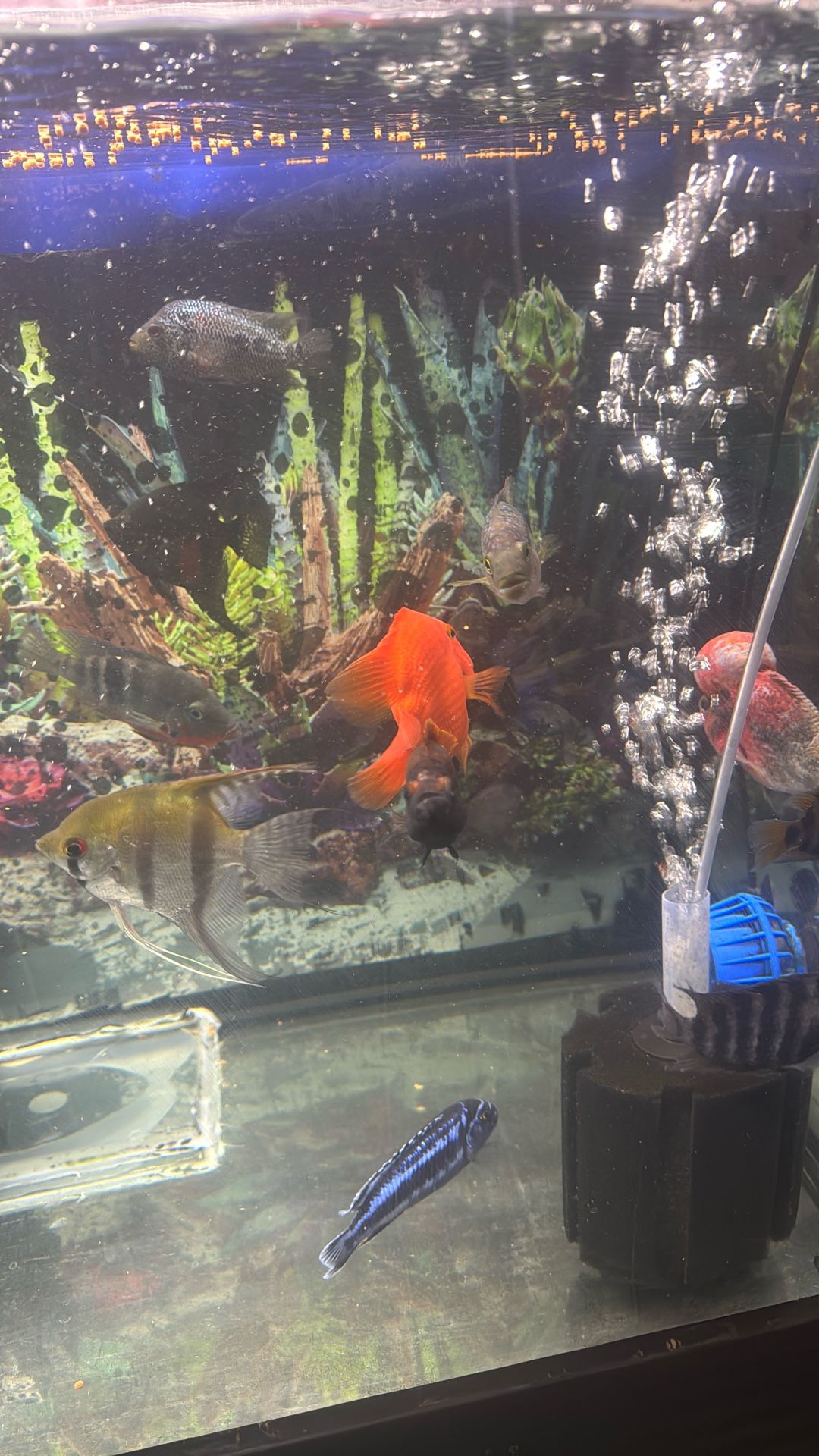 Fish Tank