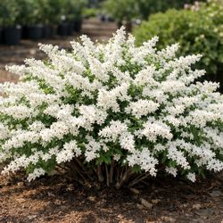 Deutzia gracilis Plant (Slender Deutzia) #3