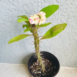 Large Flower Crown Of  Thorns  Plant 