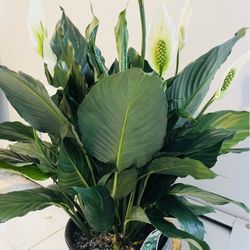 Peace Lily. Real Picture