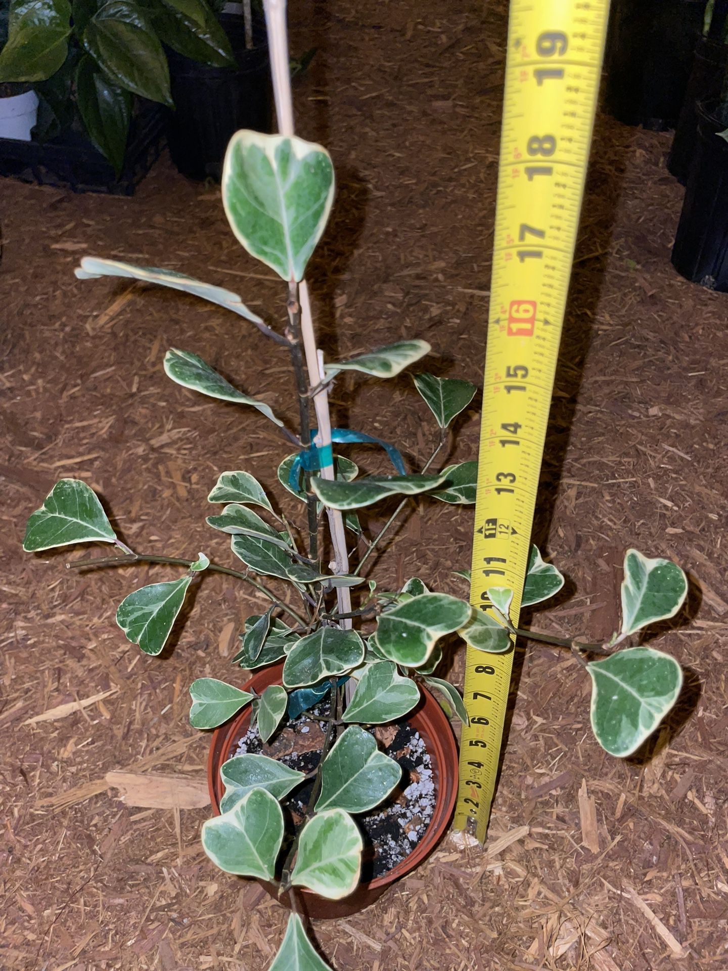 Rare*** 6” Pot Heart Leaf Triangularis Variegated; Exact Plant; Now$29/was$39; 95820