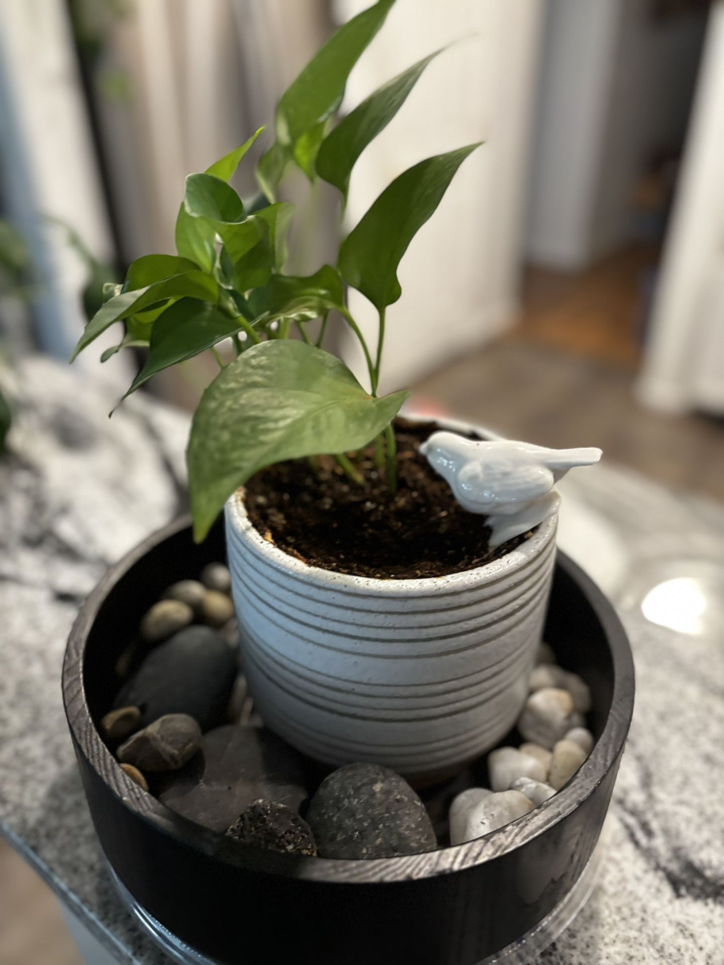 Green leafy house, plant pot arrangement with pebbles and ceramic bird