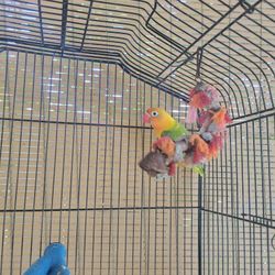 Bird Cage 