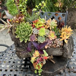 Succulents En Tronko $75 More Differents Prices 