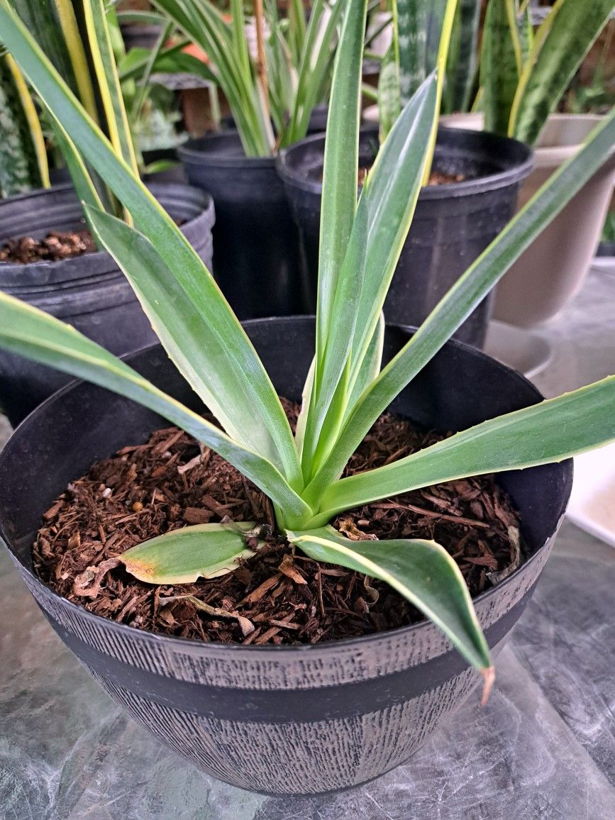 Soft Agave, Maguey Suave