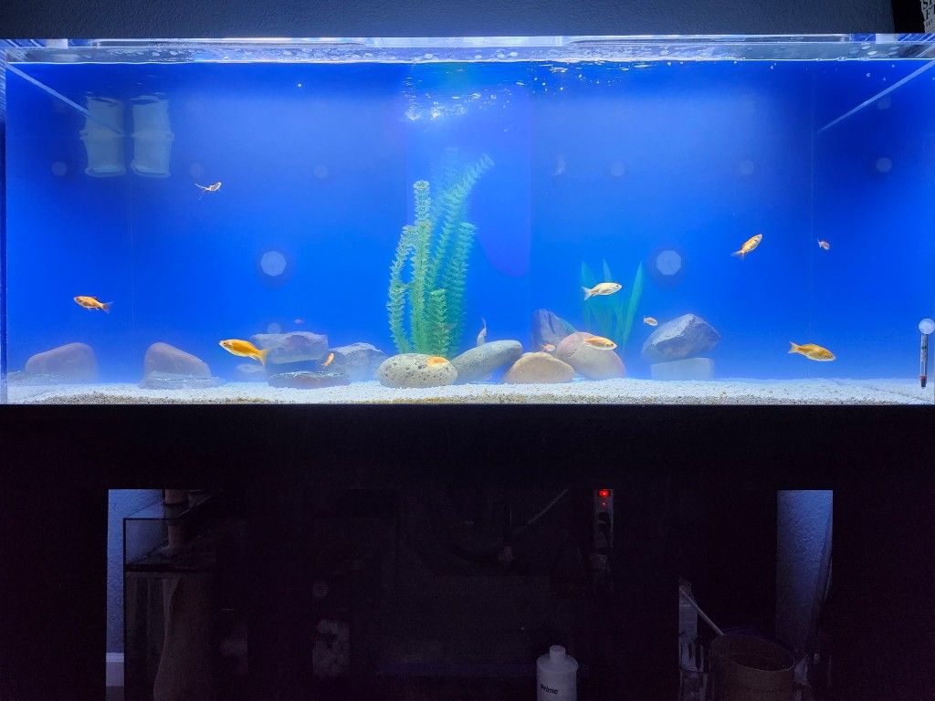 180gallon Aquarium Fish Tank