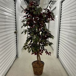 Tall Red/Green Ficus Tree (6 Ft 2)