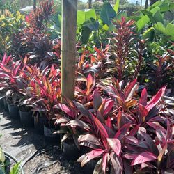 Red sister plants on sale now $8