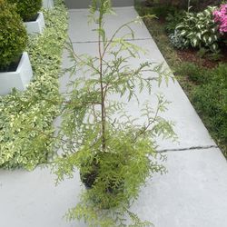 Leyland Cypress Evergreen Tree (Outdoor Plant) 