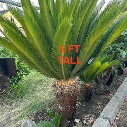 5ft  Tall Sago Palm Tree Plants-LIVE