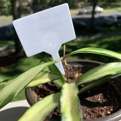 Hoya wayetti “Tricolor”