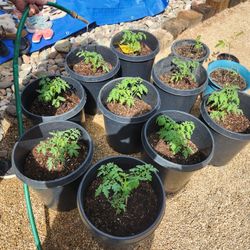 Tomatoes Plants For Sale 