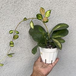 Hoya lisa 