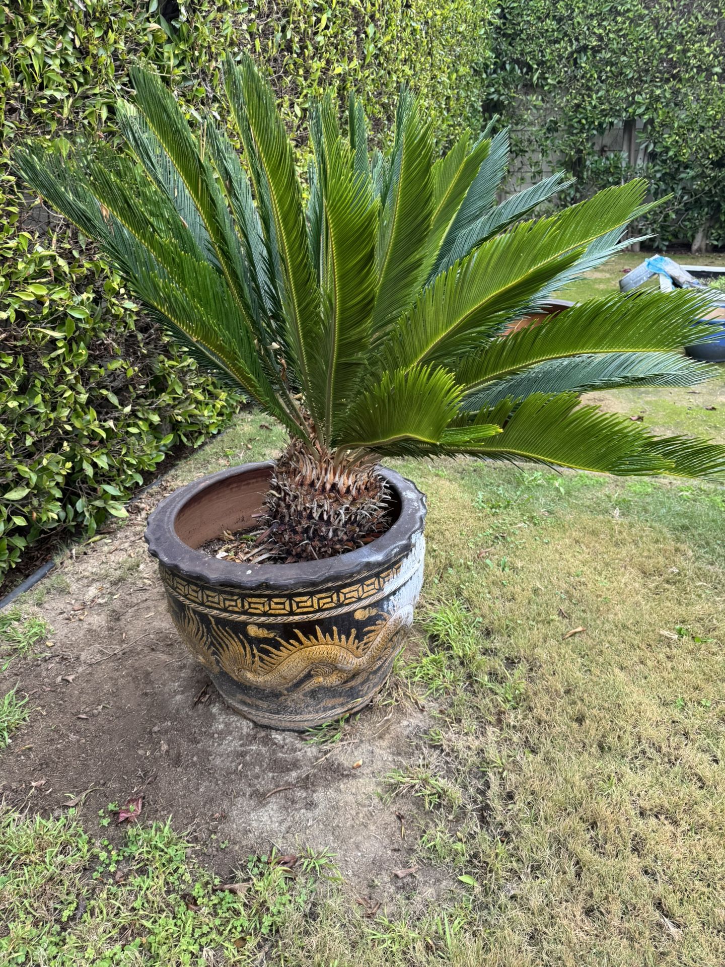 High End  Pots  And Plants ( Sets Palm, Chinese Pottery)