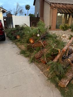 Free pine wood