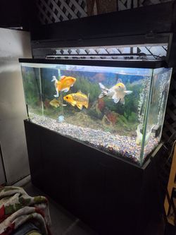 Fish Tank