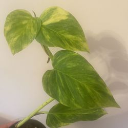 Golden Pothos 4” Pot
