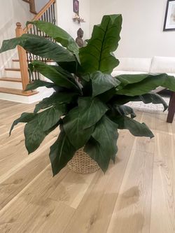 Large Decorative Indoor Plant