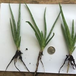 New Alovera Baby Plant _ Each For $5