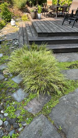 20sq ft Grassy-Leaved Sweet Flag